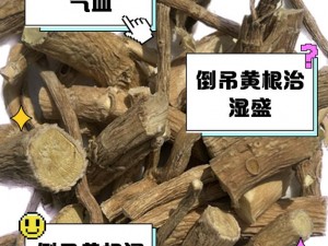 秘黄根和黄根;秘黄根和黄根的区别是什么？