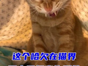 猫咪汤国服暖心预约启动：一场被猫咪萌力治愈的奇幻旅程正式开启