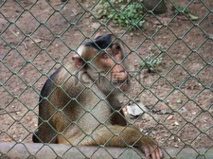 被锁在笼子里供人玩耍的猴子玩偶，感受被束缚的痛苦