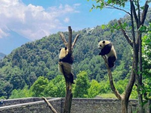 四川熊猫之旅：卧龙与成都哪个观赏点更佳？