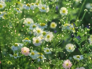 野花视频手机免费观看完整直播—野花视频手机免费观看完整直播，高清画质，无限制畅享