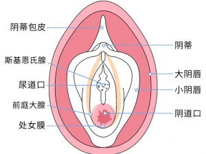 女生如何正确认识和保护自己的处女膜