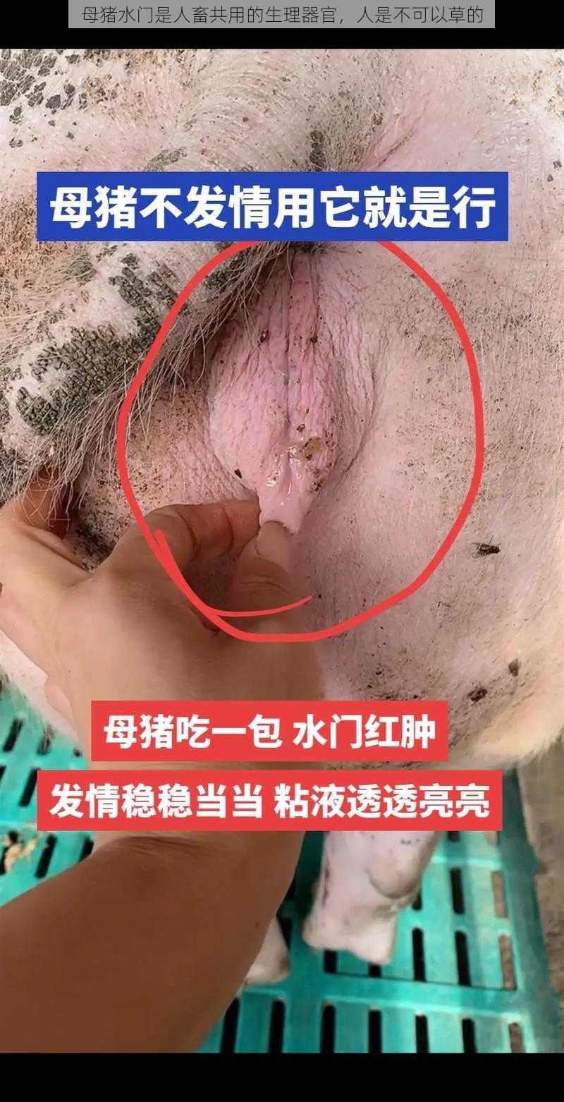 母猪水门是人畜共用的生理器官，人是不可以草的