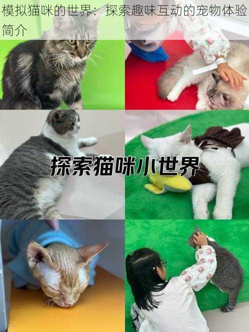 模拟猫咪的世界：探索趣味互动的宠物体验简介