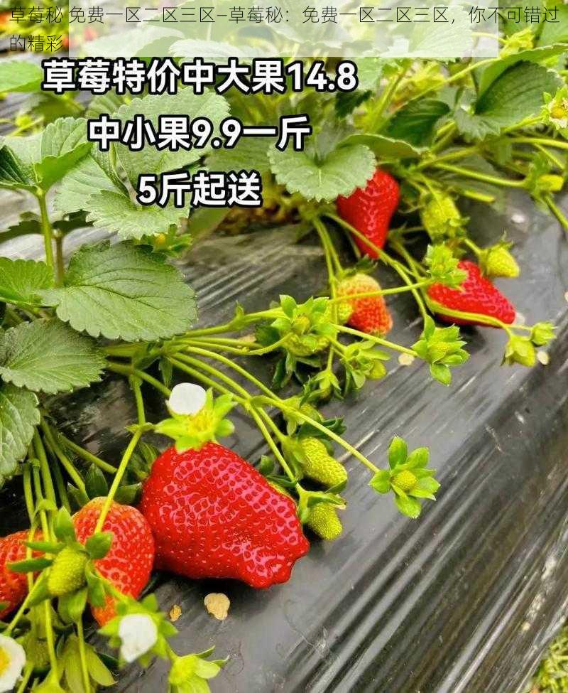 草莓秘 免费一区二区三区—草莓秘：免费一区二区三区，你不可错过的精彩