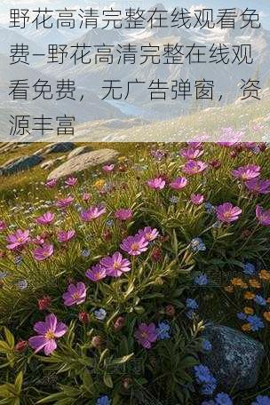 野花高清完整在线观看免费—野花高清完整在线观看免费，无广告弹窗，资源丰富