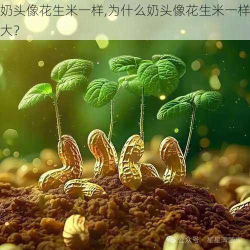 奶头像花生米一样,为什么奶头像花生米一样大？