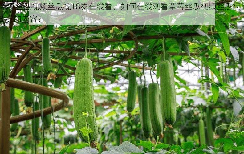 草莓丝瓜视频丝瓜视18岁在线看、如何在线观看草莓丝瓜视频丝瓜视 18 岁的内容？