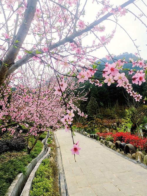 国色天香桃花朵朵【在那桃花盛开的地方，遇见国色天香的你】