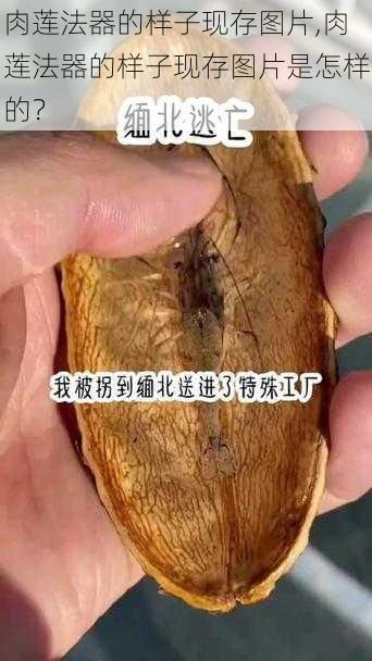 肉莲法器的样子现存图片,肉莲法器的样子现存图片是怎样的？