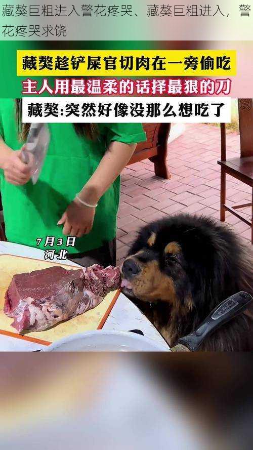 藏獒巨粗进入警花疼哭、藏獒巨粗进入，警花疼哭求饶