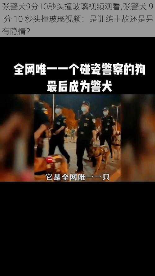 张警犬9分10秒头撞玻璃视频观看,张警犬 9 分 10 秒头撞玻璃视频：是训练事故还是另有隐情？