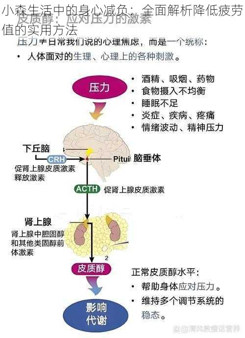 小森生活中的身心减负：全面解析降低疲劳值的实用方法