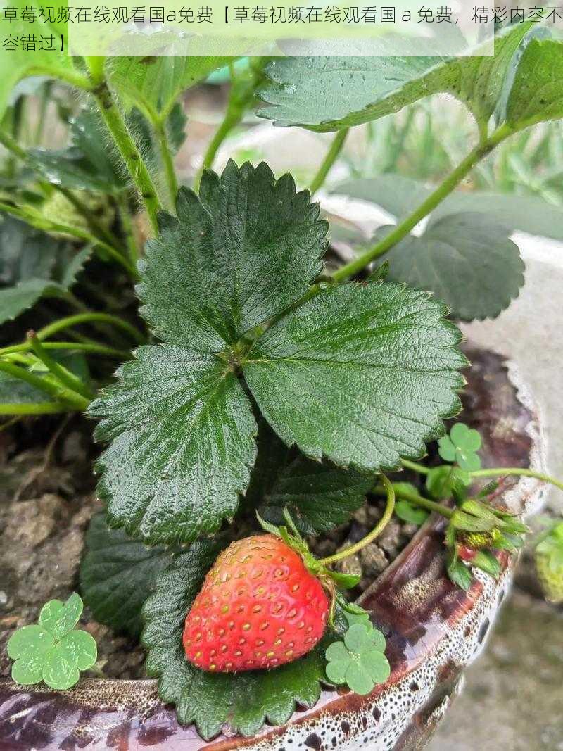 草莓视频在线观看国a免费【草莓视频在线观看国 a 免费，精彩内容不容错过】