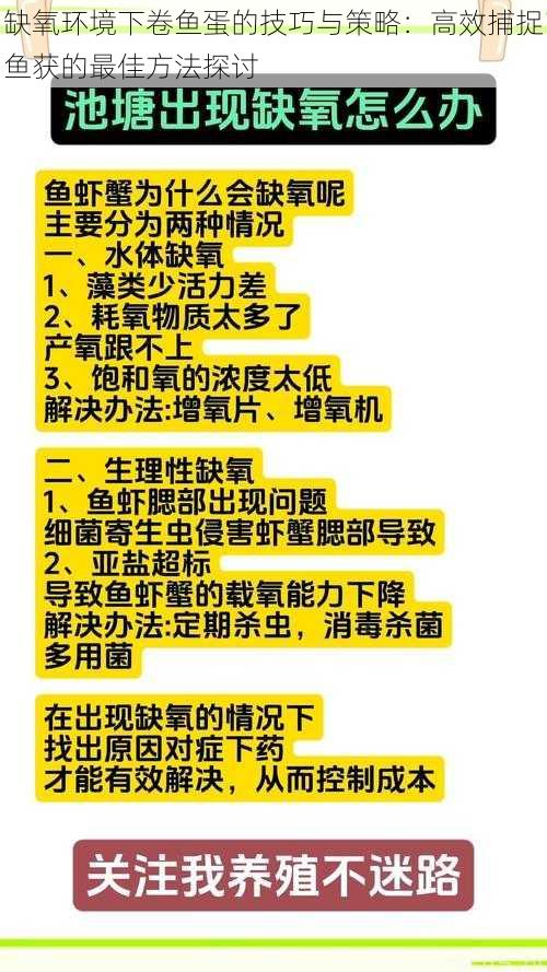 缺氧环境下卷鱼蛋的技巧与策略：高效捕捉鱼获的最佳方法探讨