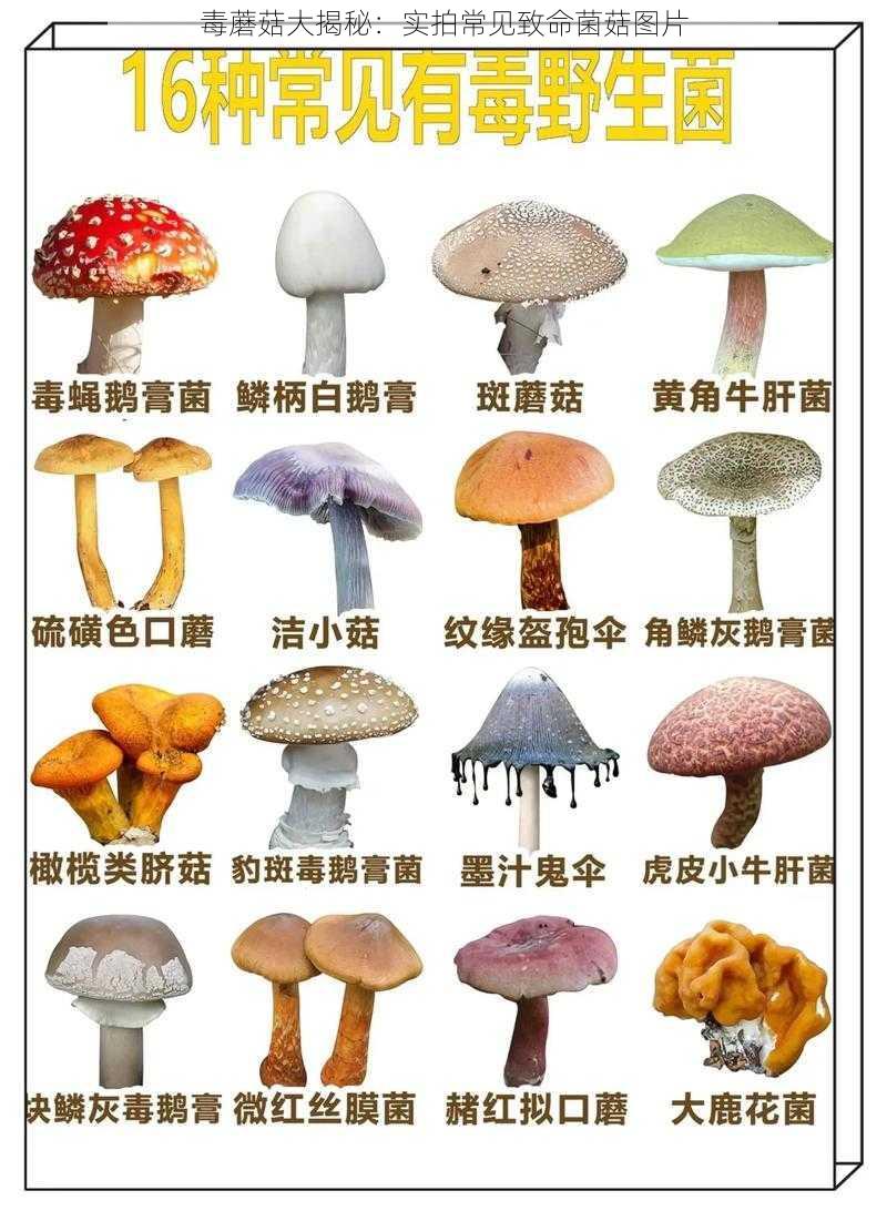 毒蘑菇大揭秘：实拍常见致命菌菇图片